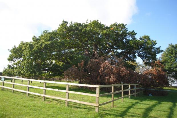 Forestry Journal: Storms caused one of the larger limbs of the Bowthorpe Oak to be brought down at the time of our visit in October 2021. Back then, it was still being discussed as to what was the best way to deal with this for the overall good of the tree