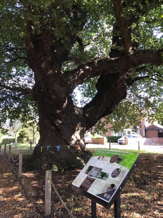 Forestry Journal: Information board, which explains the history of the 500-year-old Grantham Oak.
