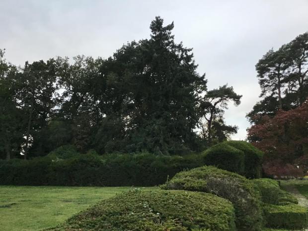 Forestry Journal: his coastal Douglas fir (Pseudotsuga menziesii Subsp. Glauca), in the grounds at the Petwood Hotel, is also a county champion for height.