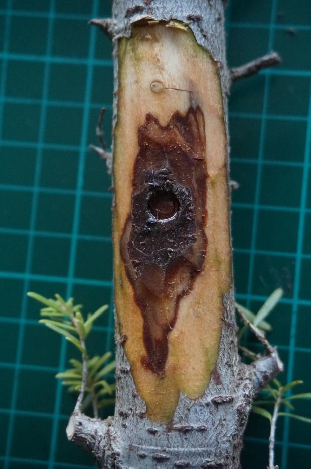 Forestry Journal: Lesions caused by Phytophthora pluvialis observed on western hemlock three months after inoculation.