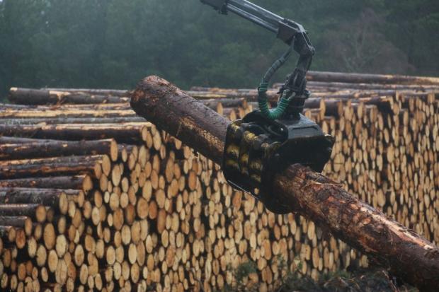 Our forester has a novel idea for how to increase forestry production