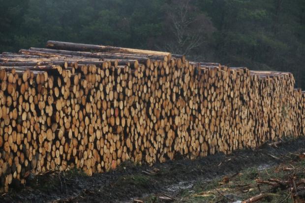 Forestry Journal: The war in Ukraine is likely to affect timber imports this year 