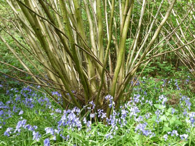 Forestry Journal: Hazel coppice seen here beyond its normal 7–8 year cycle, but still surrounded with bluebells at the end of April.