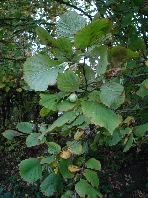 Forestry Journal: By October, hedgerow hazel will have been stripped of its hazel harvest by grey squirrels. This lone nut was a rare one which got away.