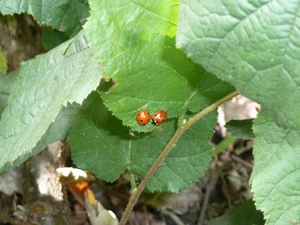 Forestry Journal: As nature intended – native seven-spot ladybird (Coccinella septempunctata) on native common hazel.