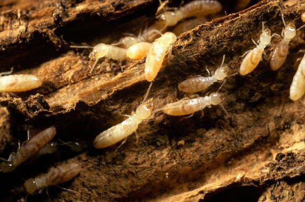 Forestry Journal: Termites, which resemble large white ants, will probably be a mystery to most people in the UK