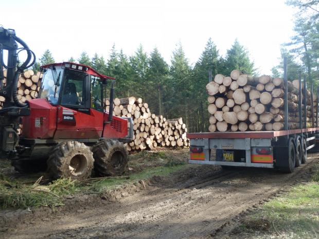 Forestry Journal:  Farmers may envisage trailer-loads of timber passing out through the farm gate in half a century’s time, but indications so far are for broadleaf semi-natural woodland being government’s, DEFRA’s and the FC’s top priority for England’s tree-planting programme.