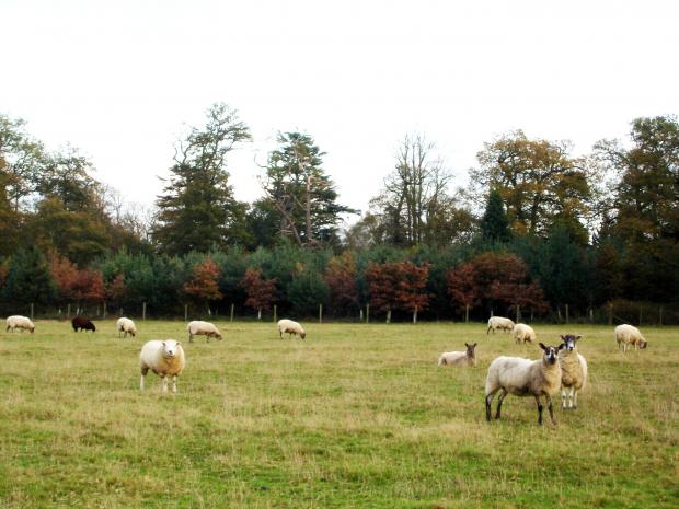 Forestry Journal: DEFRA and FC officials will need to persuade farmers to plant trees on arable land growing crops or pasture supporting livestock like sheep shown here.