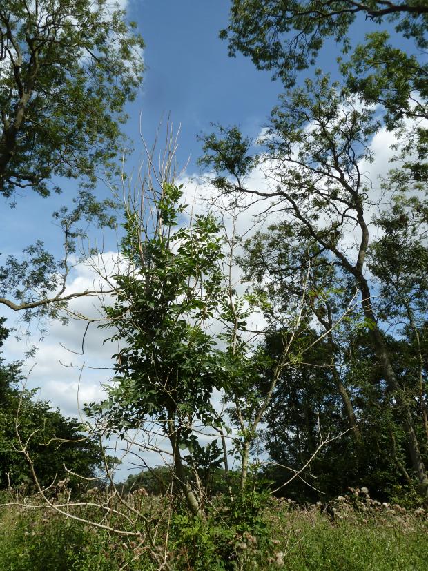 Forestry Journal: East Anglia was the first area to be hit by chalara ash dieback in 2012. By August 2013 this woodland in Norfolk had already lost a significant amount of its ash component to the disease.