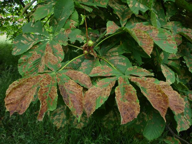 Forestry Journal: Damage caused by horse chestnut leaf miner is not fatal to white-flowering horse chestnut trees, but cosmetically severe and sufficiently so to have knocked the tree from top spot as a landscape and amenity tree.