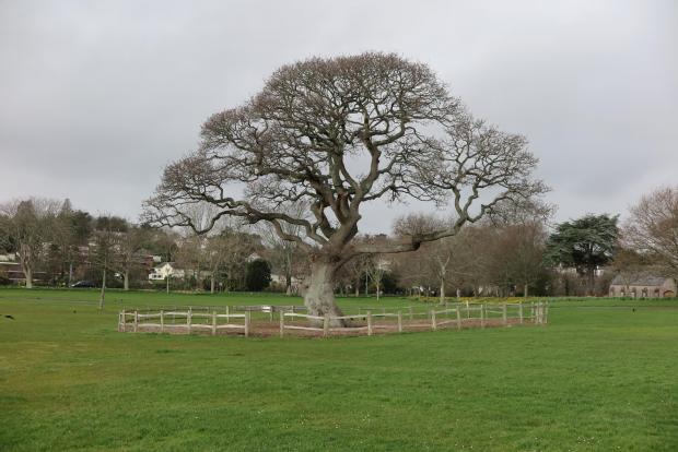 Forestry Journal:  The Torre Abbey Oak which has benefited from enhanced tree management.