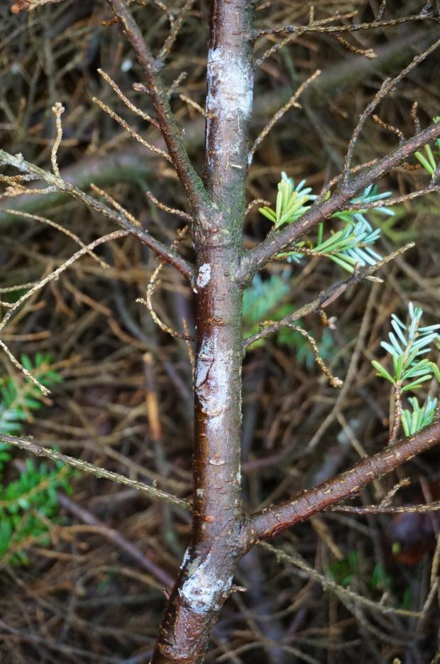 Forestry Journal: Phytophthora pluvialis has been found on Western hemlock and Douglas fir in the UK.