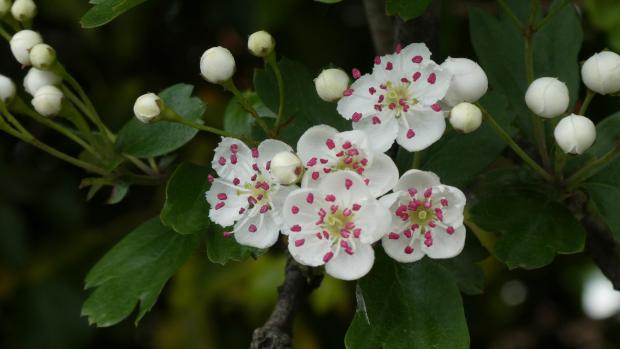 Forestry Journal: Flowers on hedgerow hawthorn each with five white petals and many stamens. Pink and plump anthers are full of pollen grains.