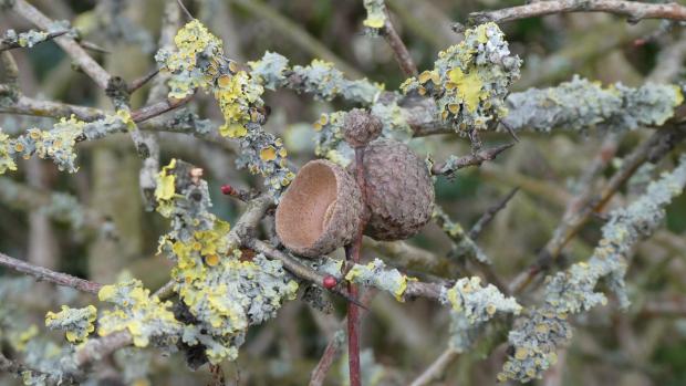 Forestry Journal: Hawthorn hedges need regular annual trimming to keep them on their toes. Failure to do so leads to moribund branches encrusted with lichen.