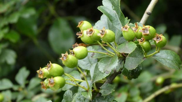 Forestry Journal: Green hawthorn berries filling up fast in early summer.