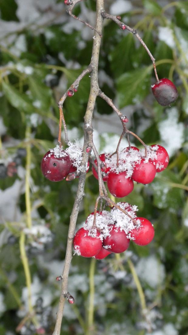 Forestry Journal:  Early January and a few hawthorn berries with a sprinkling of snow continue to hang on.