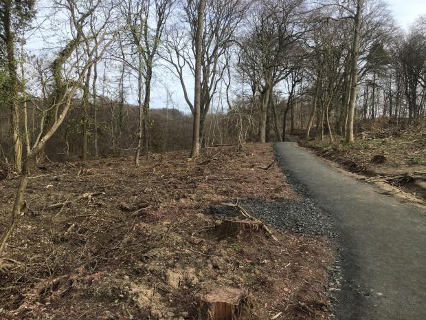 Forestry Journal: South Wood where all the larch trees were removed and the paths were upgraded.