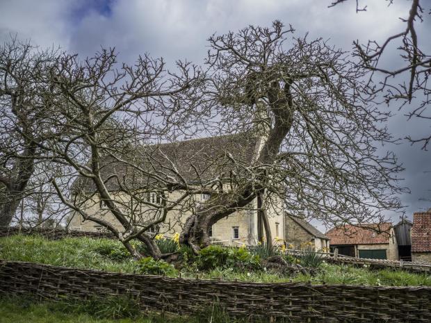 Forestry Journal: Green Canopy of the resilient Apple Tree, where Sir Isaac Newton wondered why objects always fall downwards, continues to thrive in the orchard at Woolsthorpe Manor.