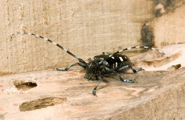 Forestry Journal: Asian longhorn beetle is an example of a pest that has been successfully eradicated in the UK, following an outbreak in 2012.