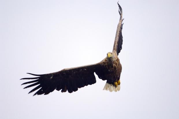 Forestry Journal: With an eight-foot wingspan the white-tailed eagle was popularly known as ‘flying barn doors’. (Picture copyright Lorne Gill, NatureScot).