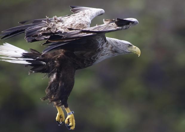 Forestry Journal: Plumage of the white-tailed eagle clearly shows how the bird got its name (Picture copyright Edward Makin, rspb-images.com)