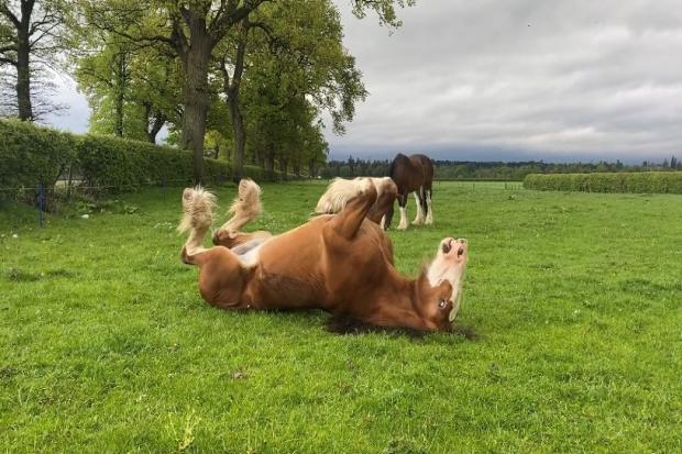 RELAXING IN her paddock, two-year-old Clydesdale filly Pacemuir Clementine is pictured having a good roll and smiling in the process (Pic: Heather Steel)
