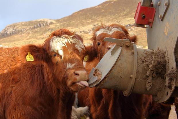 EAGER COWS on the Drimnin Estate, Morvern, near Oban, waiting for their breakfast of organic draff, a bi-product from the nearby Nc'nean Distillery whisky