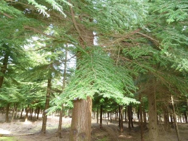 Forestry Journal: Powerful conservation lobbies have established the ground rules for all exotic conifers being bad.