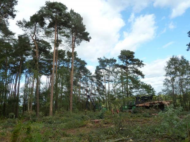 Forestry Journal: Superb Scots pines shown here and undergoing harvest on a Surrey site. Replanting would take place but the felling licence excluded any conifers despite them having completely outperformed the scruffy oak and sweet chestnut over the previous 50-plus years.