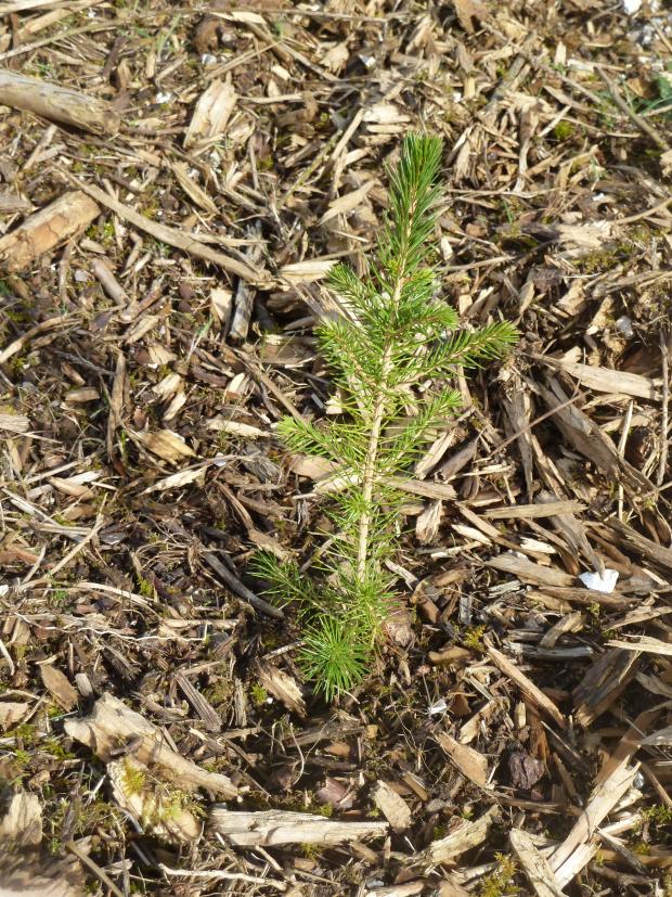 Forestry Journal:  Spruce seedlings safely in the Sussex soil in March 2015, but an exception to the rule for the south of England over the last several decades with conifer planting falling away.