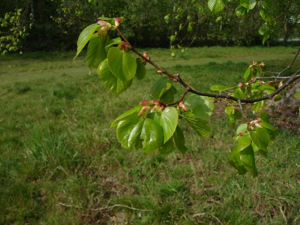 Forestry Journal: Newly-emerged lime leaves will hang downwards at first to protect the tender foliage from spring frosts. Red bud scales still attached and highly visible. 