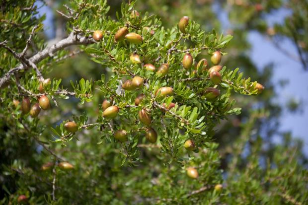 Forestry Journal:  The fruit takes over a year to mature. 