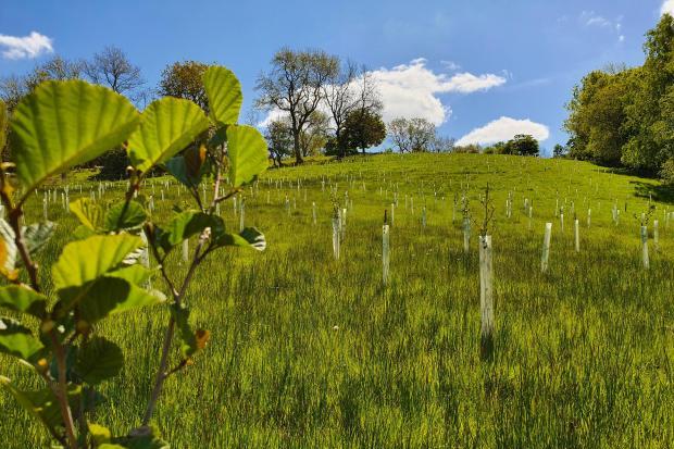 Tree planting has stagnated in the UK