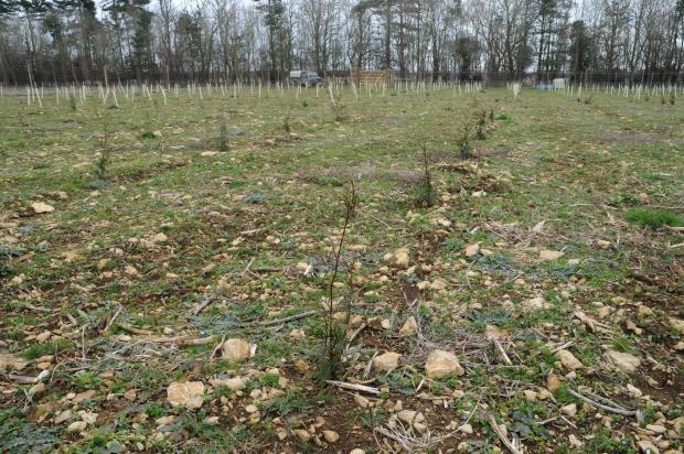 Forestry Journal: Western red cedar, planted among the stony ground at 1.6 metres spacing within the rows, bleed in wispy lines into broadleaf plantings.