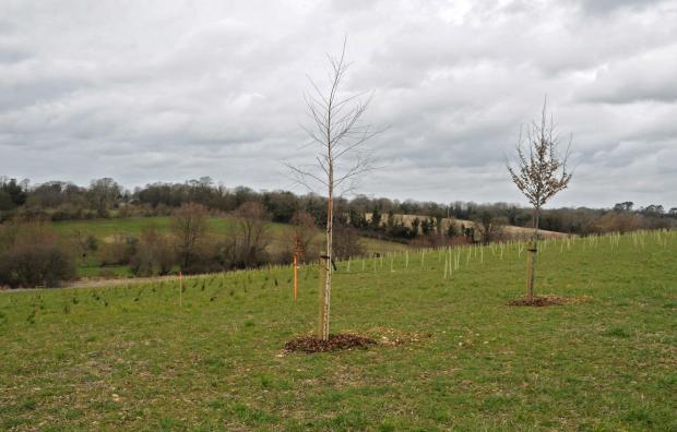 Forestry Journal:  Plantings of birch, hornbeam and oak (back) at the Hordley Forest School site. This site has hosted a number of ‘planting days’. 