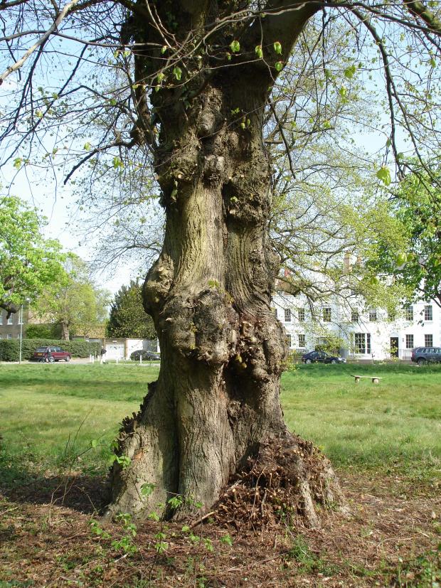 Forestry Journal:  Landscape common limes are traditionally tidied up of epicormic growth, like this tree pictured on a village green on Hadley Green on the edge of North London.