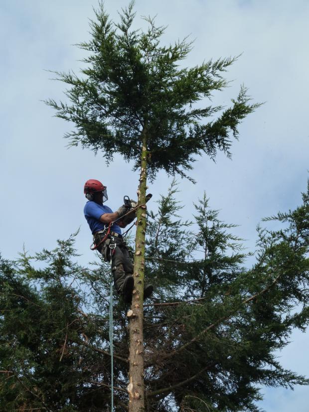 Forestry Journal: Leyland cypress trees are the most commonly worked on garden tree, but also a preferred nesting site for goldcrests in suburban areas. Climbing arborist Patrick Osborne seen at work here.
