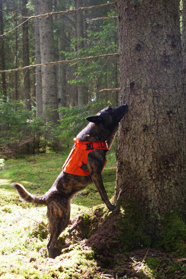 Forestry Journal: Elda is a Dutch shepherd dog doing just that. 