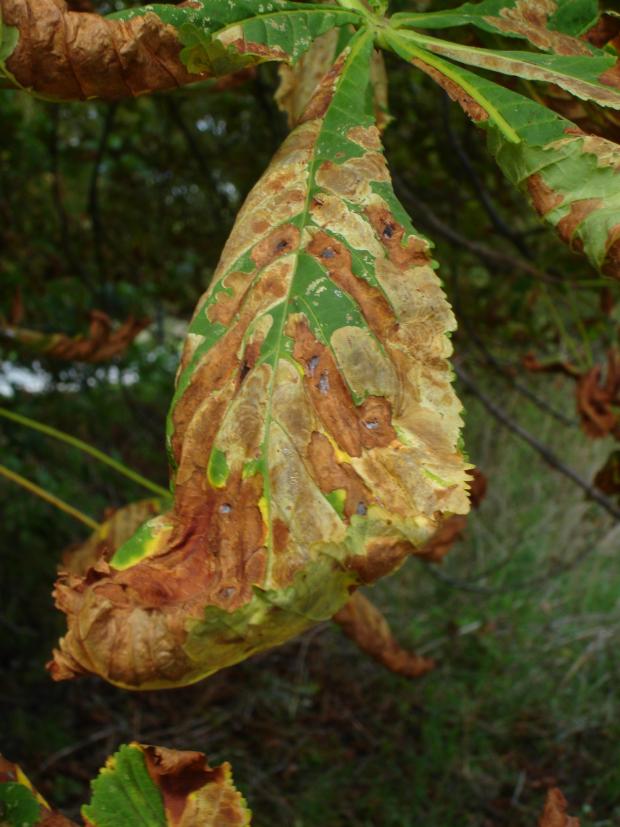 Forestry Journal: Close-up on the larval mines of the horse chestnut leaf miner moth.