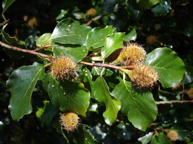 Forestry Journal: Late summer into early autumn with beech mast now fully developed. The bristly cupule (fruit) will soon split and release the angular, three-sided beech nuts.