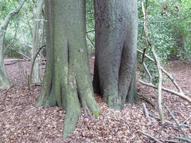 Forestry Journal: Close grouping of beech seedlings can eventually lead to a pair of large mature beech trees growing side by side.