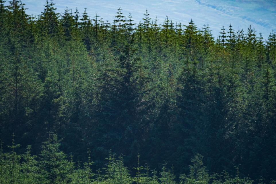 Forestry Journal: Is there a species more criticised than Sitka spruce?