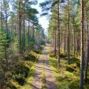 Another robust year for forestry, according to report