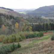 The Forest Research plot above the village of Cardrona is one of five such replicates established in Great Britain. The growth characteristics of alternative timber-producing species of various provenances are being put under the spotlight.