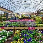Garden centres reopen in England