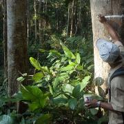 Stirling experts inform new study on world’s tropical forests