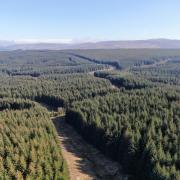 Commercial forestry sector 'remains buoyant', says agency