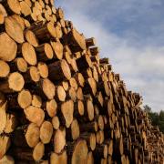 While only a small amount of timber is purchased directly from Russia, larger quantities are bought 'second hand' after being sold to countries in the European Union