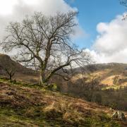 National Trust warns over loss of trees and woodlands as ash dieback surges