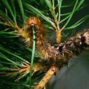 Pine tree lappet moth caterpillar snacking on a pine needle (image: Forest Research).